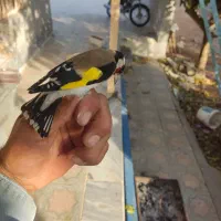 جوجه سهره|پرنده|رودشت (چهارمحال و بختیاری), |دیوار