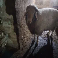 قوچ