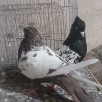 معاوضه