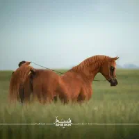 اسب دوسر مصری|اسب و تجهیزات اسب‌سواری|دزفول, |دیوار