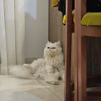 واگذاری پرشین اصیل سوپر فلت