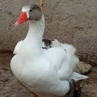 دو عدد غاز بفروش میرسد