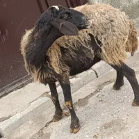 شیشک 55کیلوقربانی