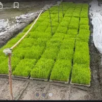 توم آماده برنج علی کاظمی درجه یک