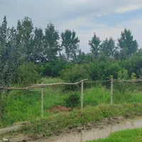 باغ مرکبات با لوکیشن جنگلی|فروش زمین و ملک کلنگی|امامزاده عبدالله, |دیوار