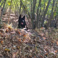 آکیتا|سگ|قزوین, |دیوار