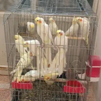 عروس هلندی|پرنده|یزد, |دیوار