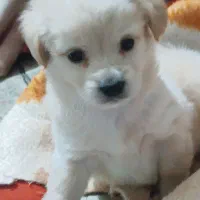 پاکوتاه پامر