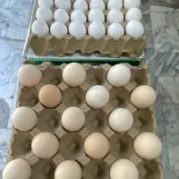 تخم مرغ|خوردنی و آشامیدنی|تهران, امام خمینی|دیوار