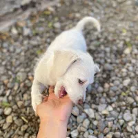 سگ پاکوتاه|سگ|دلند, |دیوار