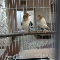 قناری  نر و ماده  آماده