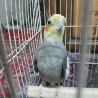 پرنده|پرنده|سمنان, |دیوار