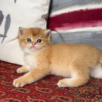 مجموعه گربه های ایران کتز|گربه|شیراز, ابیوردی|دیوار