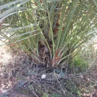 فروش بچ نخل قصب