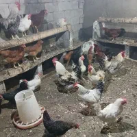 فروش تعدادی غاز و قوغاز مرغ و خروس بوقلمون