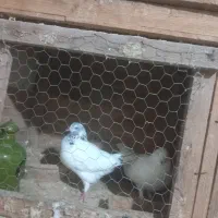 کبوتر جفتی|پرنده|سنگر, |دیوار