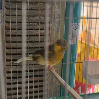 قناری گلاستر|پرنده|شاهین‌شهر, گزبرخوار|دیوار