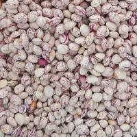 لوبیا چیتی
