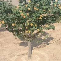 باغ