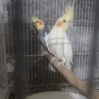 طوطی عروس باعددجوجه لوتینو