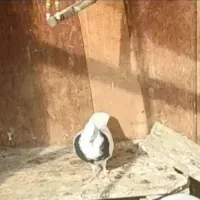 این دو عدد کبوتر گمشده|پرنده|آستانه اشرفیه, |دیوار