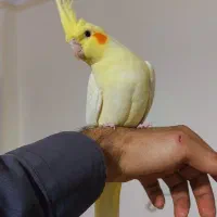 عروس هلندی لوتینو نر کینگ سایز رام دستی