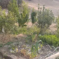 هزار و پانصد متر زمین در بسطام روستای سراب سقا|فروش زمین و ملک کلنگی|الشتر, |دیوار
