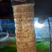 غذای زنده داف*نی، برگ کاتاپا، پشه کولکس.