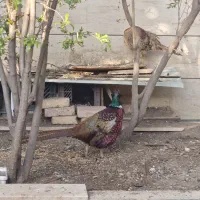 مرغ و خروس آمریکایی