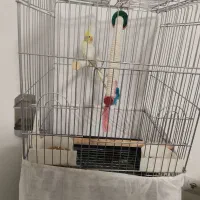 عروس هلندی باقفس وسایل