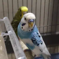 مرغ عشق|پرنده|تهران, شیوا|دیوار