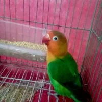 طوطی برزیلی جفت مولد