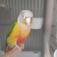 طوطی|پرنده|محمدشهر, شهرک پیام (مهرالبرز)|دیوار