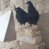 جوجه آبادانی هیج پر دروشت بازی دار