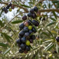 تا 50٪ تخفیف برای خریدهای عمده|حراج|فسا, |دیوار