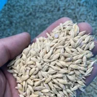 جو گونی شده