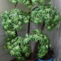 درختچه مصنوعی وگلدان مصنوعی