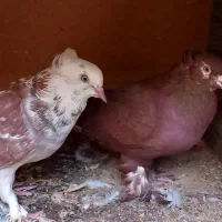 رواعبی|پرنده|قم, بوستان علوی|دیوار