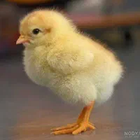 جوجه گلپایگان جوجه مرغ جوجه رنگی