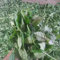 خری دار برگ سبز چای تسویه درب کارگاه|خدمات باغبانی و درختکاری|لاهیجان, شقایق|دیوار