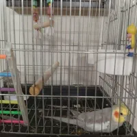 عروس هلندی نر سخنگو|پرنده|تهران, باغ خزانه|دیوار