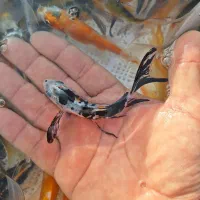 رنگین کمان کوی چرم و باتر فلای