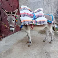 فروش پالان و لوازم اسب،قاطر و...|اسب و تجهیزات اسب‌سواری|ساری, |دیوار