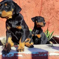 روت وایلر و دوبرمن چند قلاده توله دوماهه|سگ|فردیس, شهرک سپاه|دیوار