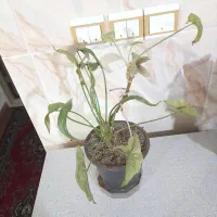 دو عدد گل طبیعی زیبا|گل و گیاه طبیعی|زنجان, |دیوار