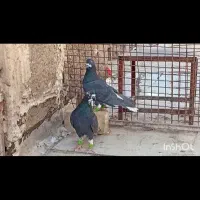 سیاه دمسفید|پرنده|شیراز, شهرک گلها|دیوار