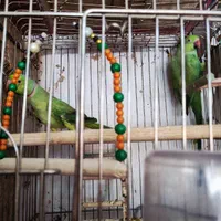 قفس های نو ودست دوم موجوده|لوازم جانبی حیوانات|خوی, |دیوار