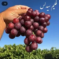 نهال انگور بی دانه