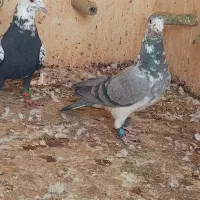 کفتر  بزک دست اولی