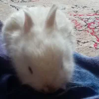 خرگوش